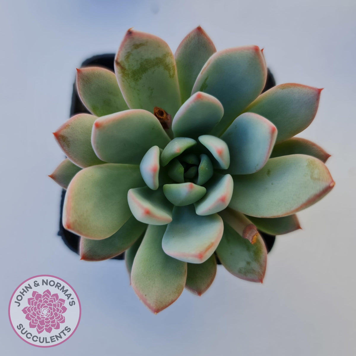 Echeveria Shanghai Lady
