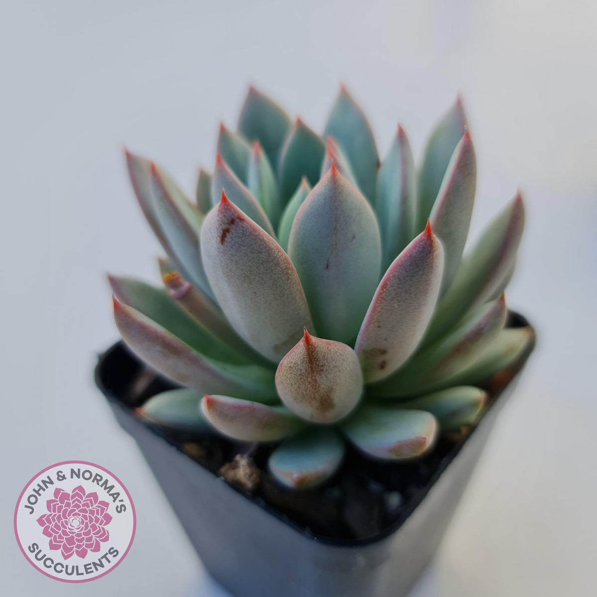 Echeveria Shanghai Lady