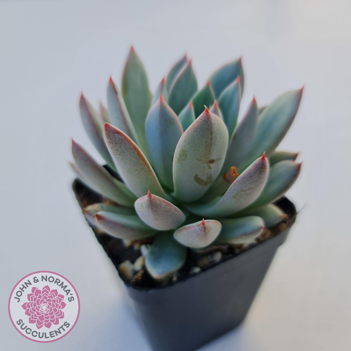 Echeveria Shanghai Lady