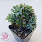 Echeveria Briar Rose Crest