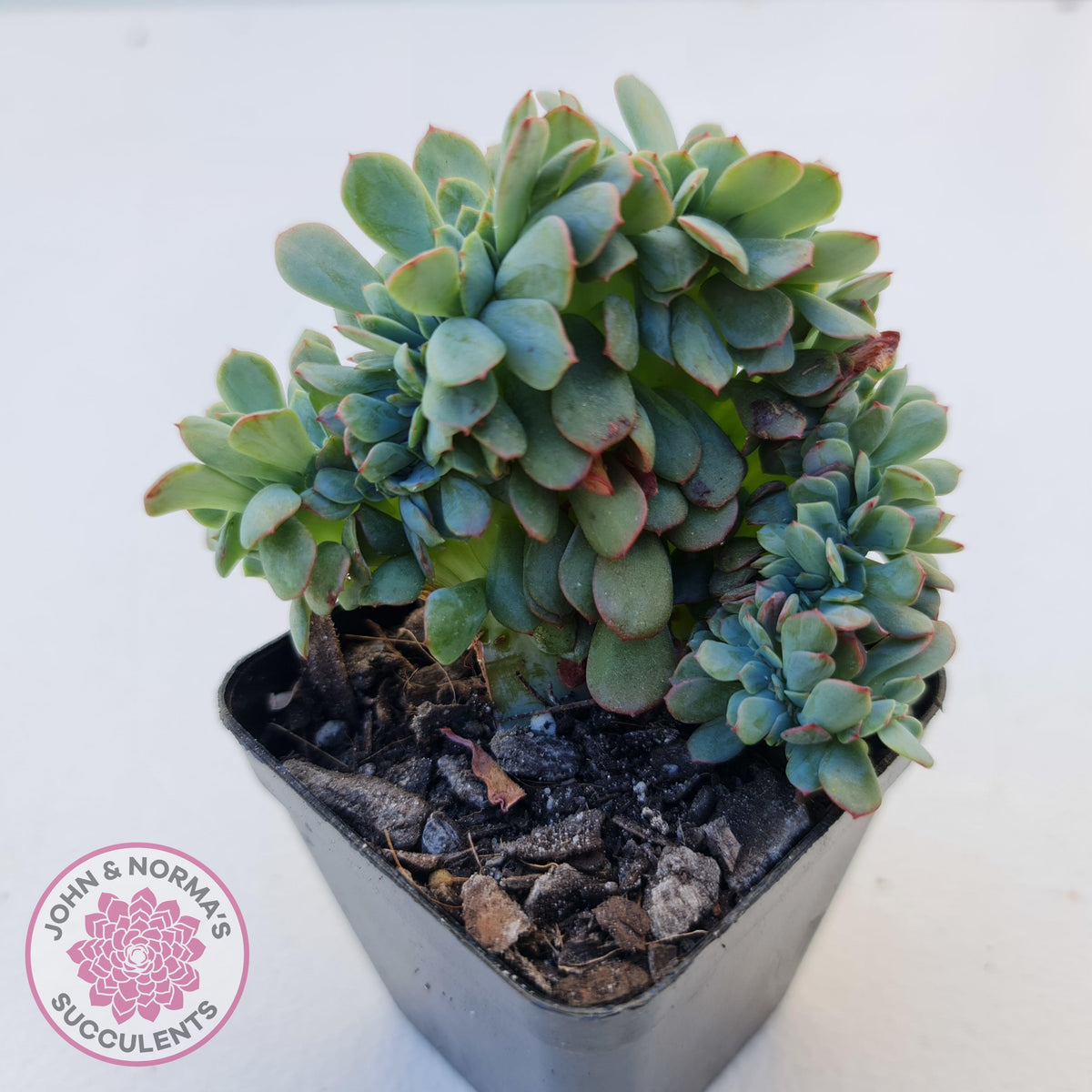 Echeveria Briar Rose Crest
