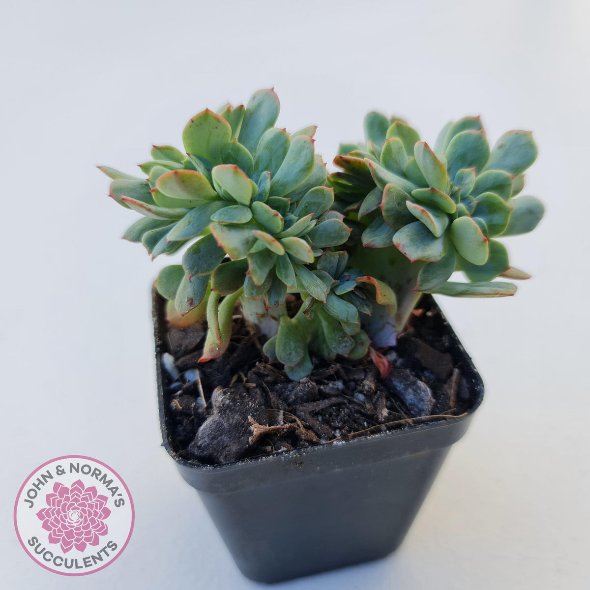 Echeveria Briar Rose Crest