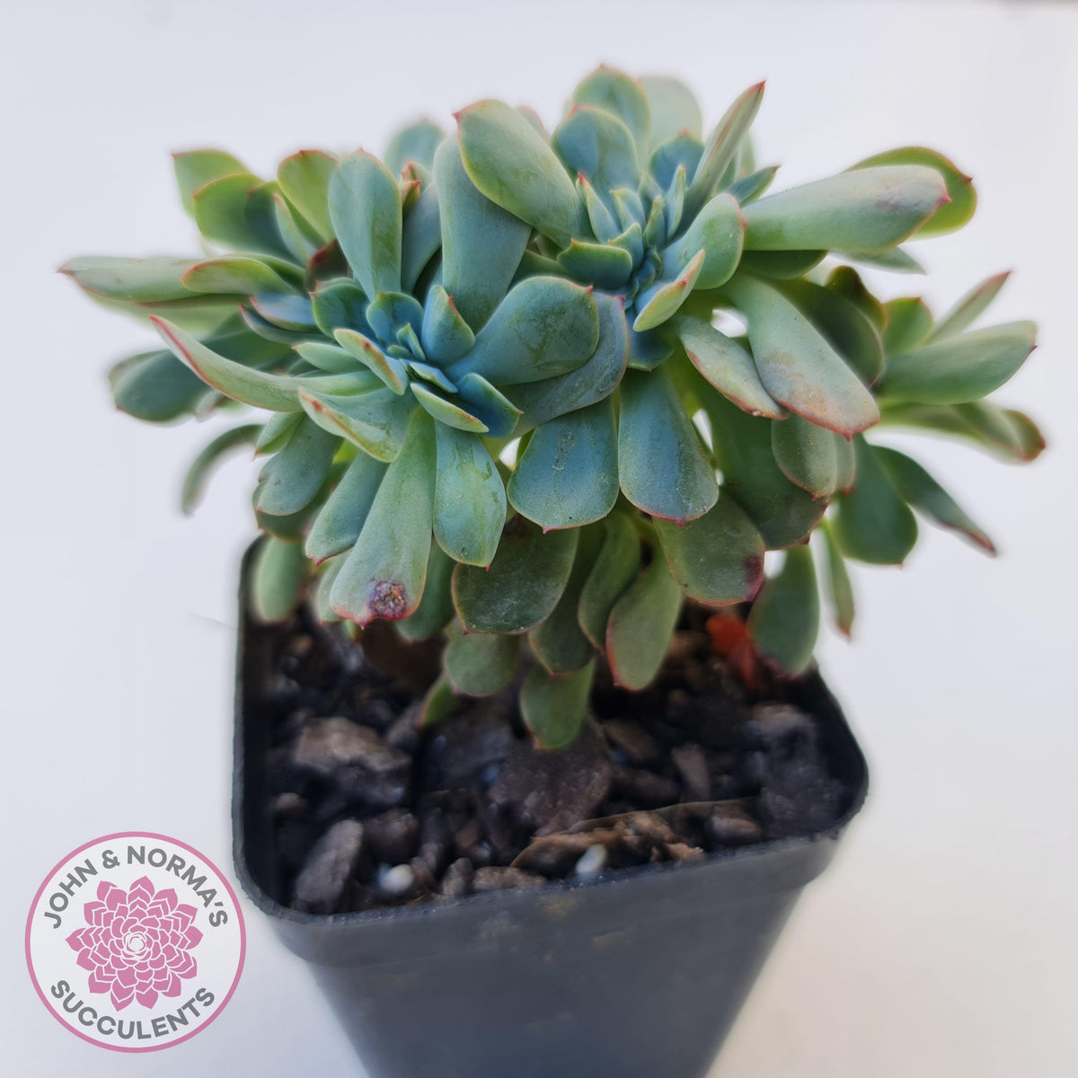 Echeveria Briar Rose Crest