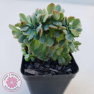 Echeveria Briar Rose Crest