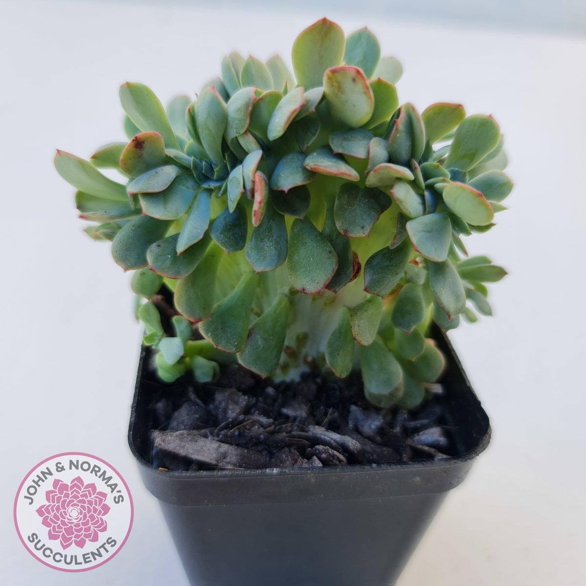 Echeveria Briar Rose Crest
