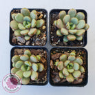 Graptoveria 'Amethorum'