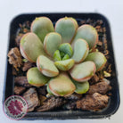 Graptoveria 'Amethorum'