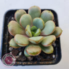 Graptoveria 'Amethorum'