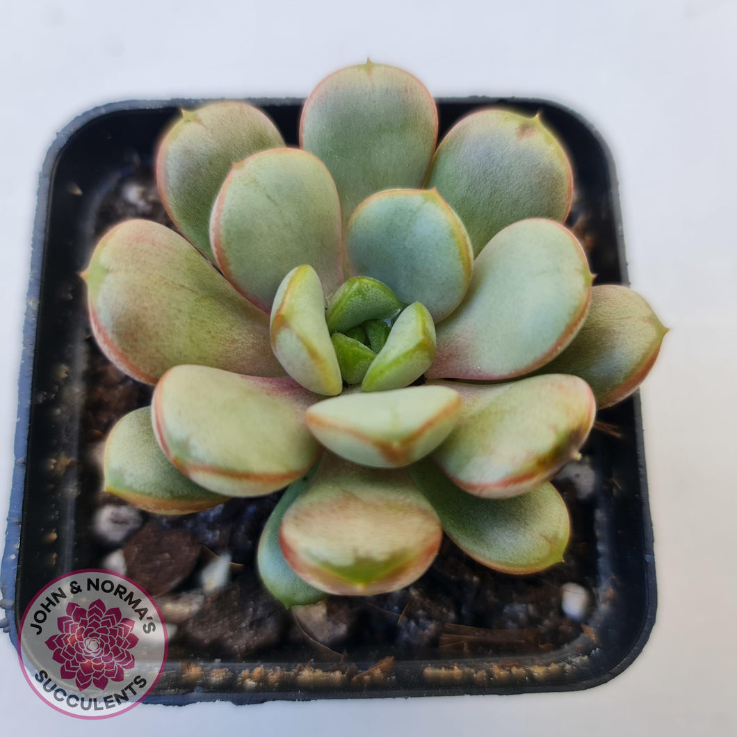 amethorum succulent Buy Graptoveria 'Amethorum' Australia