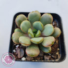 Graptoveria 'Amethorum'