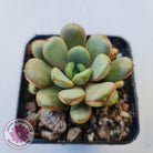 Graptoveria 'Amethorum'