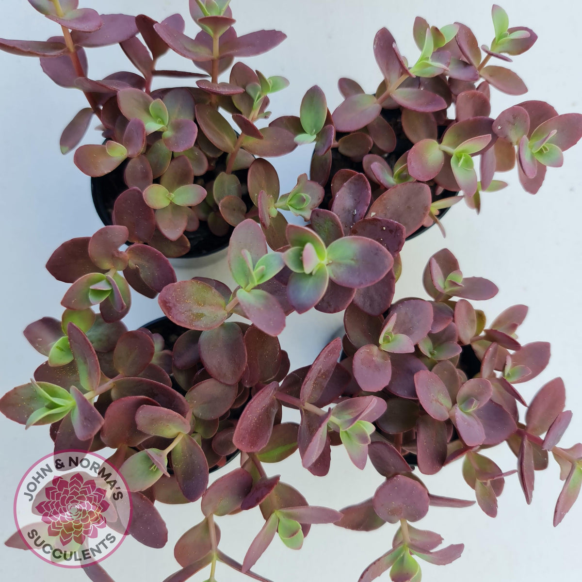 Sedum Cherry Tart
