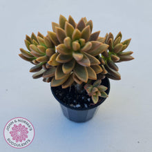 Load image into Gallery viewer, Graptosedum Bronze - Long Leaf form -  Multi Heads - John &amp; Norma&#39;s Succulents
