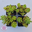 Sinocrassula densirosulata
