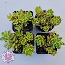 Load image into Gallery viewer, Sinocrassula densirosulata - Multi heads - John &amp; Norma&#39;s Succulents
