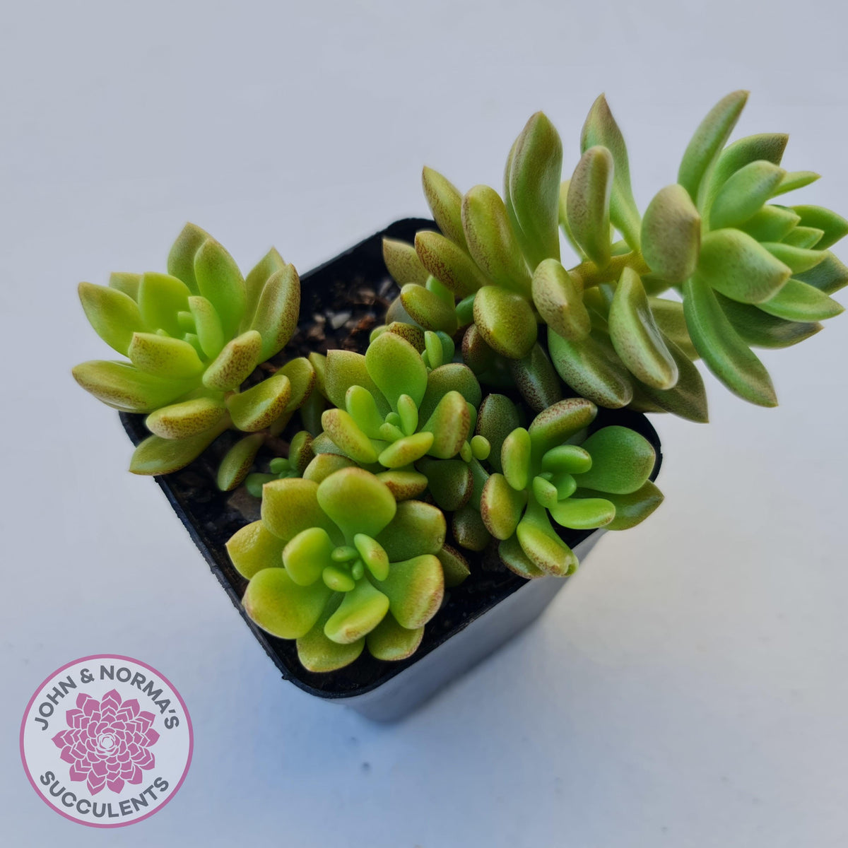 Sinocrassula densirosulata
