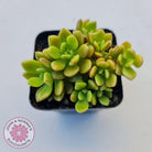 Sinocrassula densirosulata