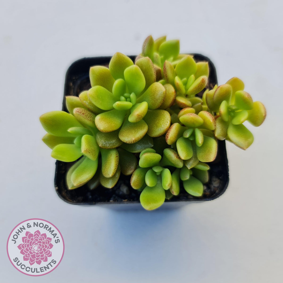 Sinocrassula densirosulata