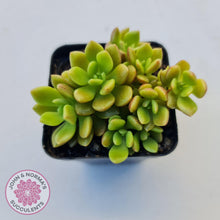 Load image into Gallery viewer, Sinocrassula densirosulata - Multi heads - John &amp; Norma&#39;s Succulents
