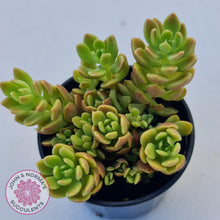 Load image into Gallery viewer, Sinocrassula densirosulata - Multi heads - John &amp; Norma&#39;s Succulents
