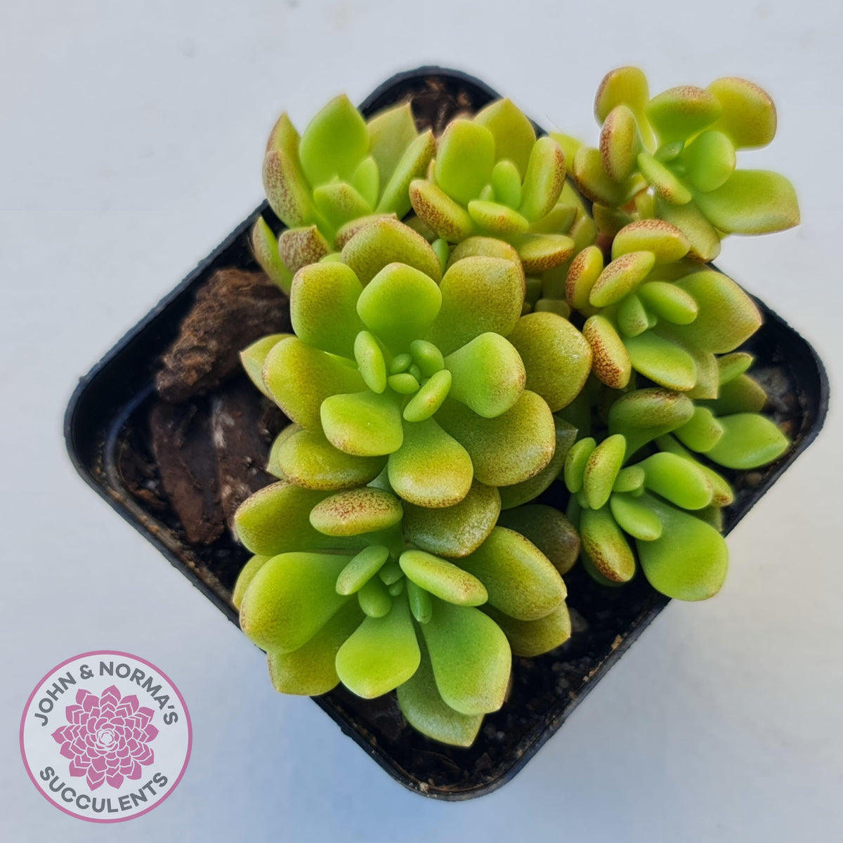 Sinocrassula densirosulata