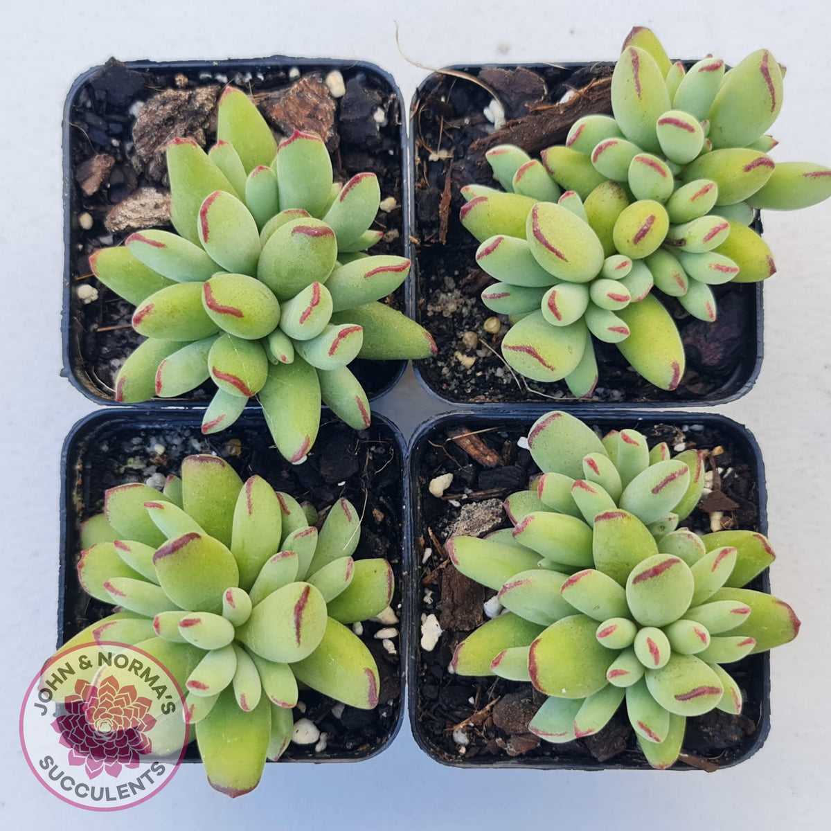Cotyledon Papillaris 'Pixie Bean'