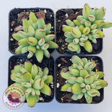 Load image into Gallery viewer, Cotyledon Papillaris &#39;Pixie Bean&#39; - John &amp; Norma&#39;s Succulents
