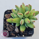Cotyledon Papillaris 'Pixie Bean'