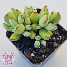 Load image into Gallery viewer, Cotyledon Papillaris &#39;Pixie Bean&#39; - John &amp; Norma&#39;s Succulents
