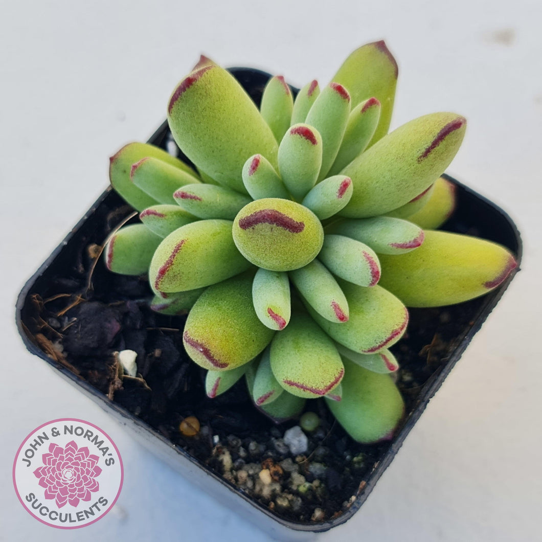 Cotyledon Papillaris 'Pixie Bean' - John & Norma's Succulents