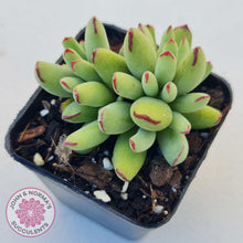 Load image into Gallery viewer, Cotyledon Papillaris &#39;Pixie Bean&#39; - John &amp; Norma&#39;s Succulents
