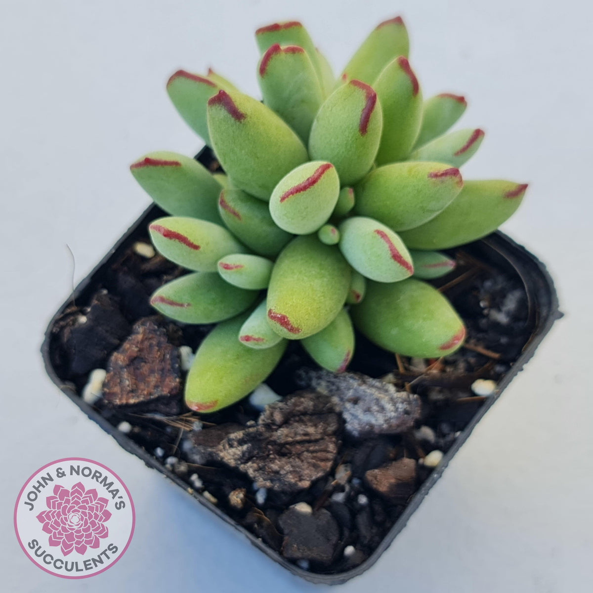 Cotyledon Papillaris 'Pixie Bean'
