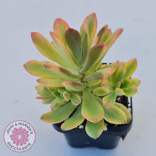 Load image into Gallery viewer, Echeveria Mini Bell Albo Variegata - John &amp; Norma&#39;s Succulents
