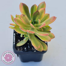 Load image into Gallery viewer, Echeveria Mini Bell Albo Variegata - John &amp; Norma&#39;s Succulents
