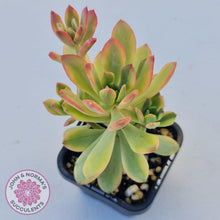 Load image into Gallery viewer, Echeveria Mini Bell Albo Variegata - John &amp; Norma&#39;s Succulents
