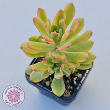 Load image into Gallery viewer, Echeveria Mini Bell Albo Variegata - John &amp; Norma&#39;s Succulents
