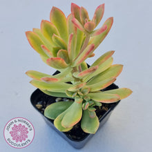 Load image into Gallery viewer, Echeveria Mini Bell Albo Variegata - John &amp; Norma&#39;s Succulents
