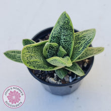 Load image into Gallery viewer, Gasteria maculata cv. Little Warty - John &amp; Norma&#39;s Succulents
