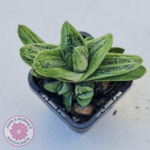 Load image into Gallery viewer, Gasteria maculata cv. Little Warty - John &amp; Norma&#39;s Succulents
