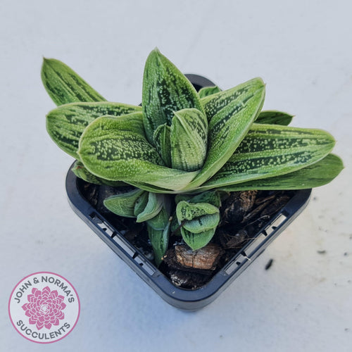 Gasteria maculata cv. Little Warty - John & Norma's Succulents