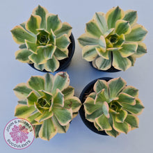 Load image into Gallery viewer, Aeonium Sunburst - John &amp; Norma&#39;s Succulents
