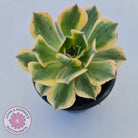 Aeonium 'Sunburst'