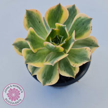 Load image into Gallery viewer, Aeonium Sunburst - John &amp; Norma&#39;s Succulents
