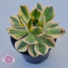 Aeonium 'Sunburst'