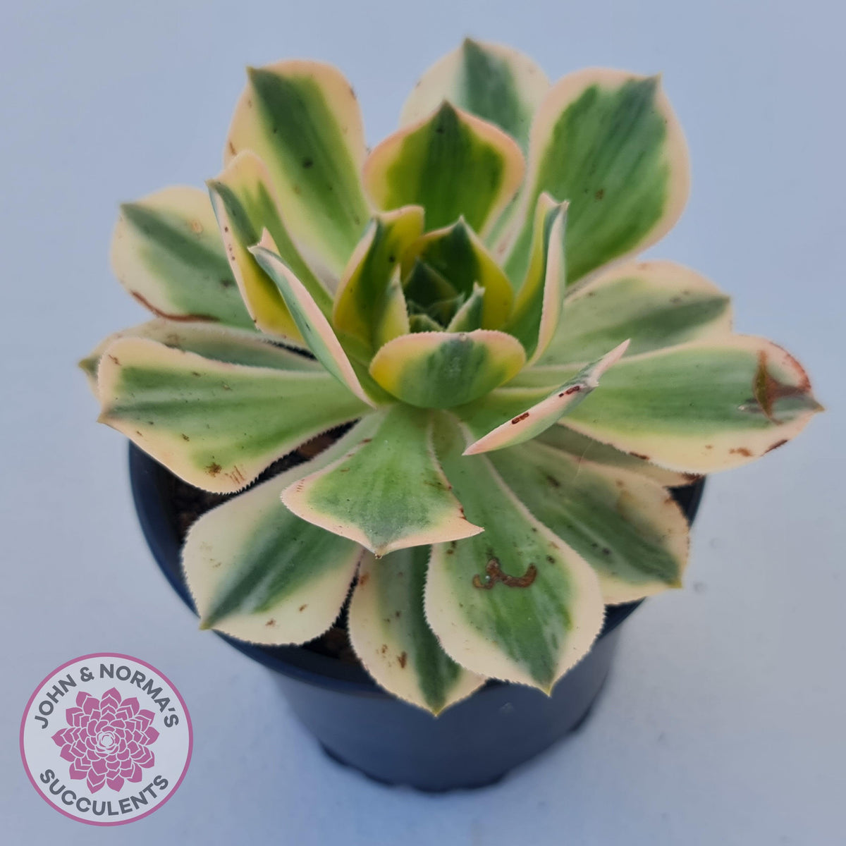 Aeonium 'Sunburst'