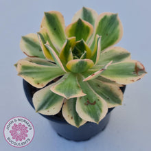 Load image into Gallery viewer, Aeonium Sunburst - John &amp; Norma&#39;s Succulents
