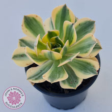 Load image into Gallery viewer, Aeonium Sunburst - John &amp; Norma&#39;s Succulents
