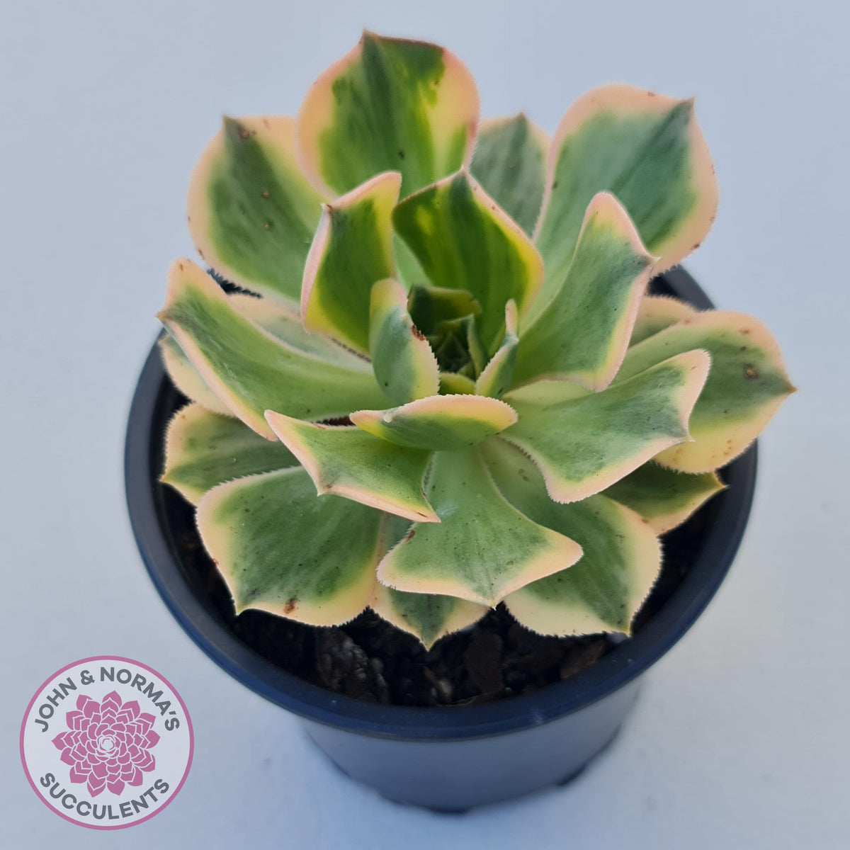 Aeonium 'Sunburst'