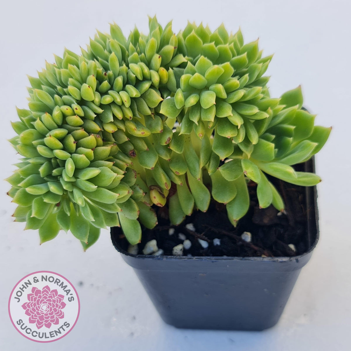 Echeveria Emerald Ripple Crest