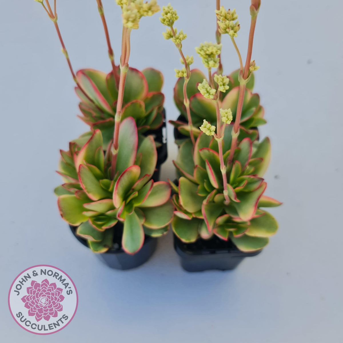 Crassula Platyphylla Variagata